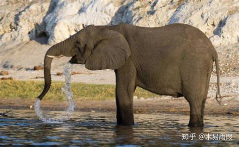 大象吸水